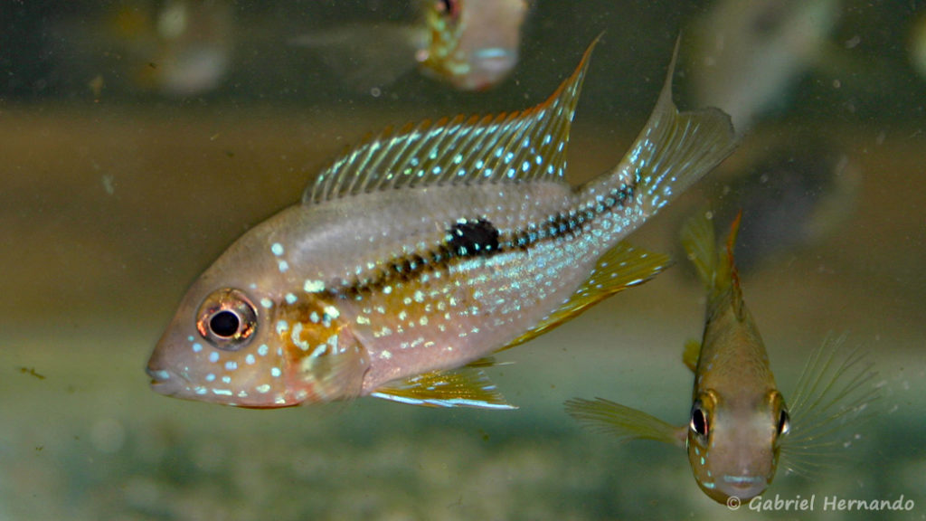 Thorichthys maculipinnis (Vichy, Congrès AFC 2007)