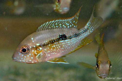 Thorichthys maculipinnis (Vichy, Congrès AFC 2007)