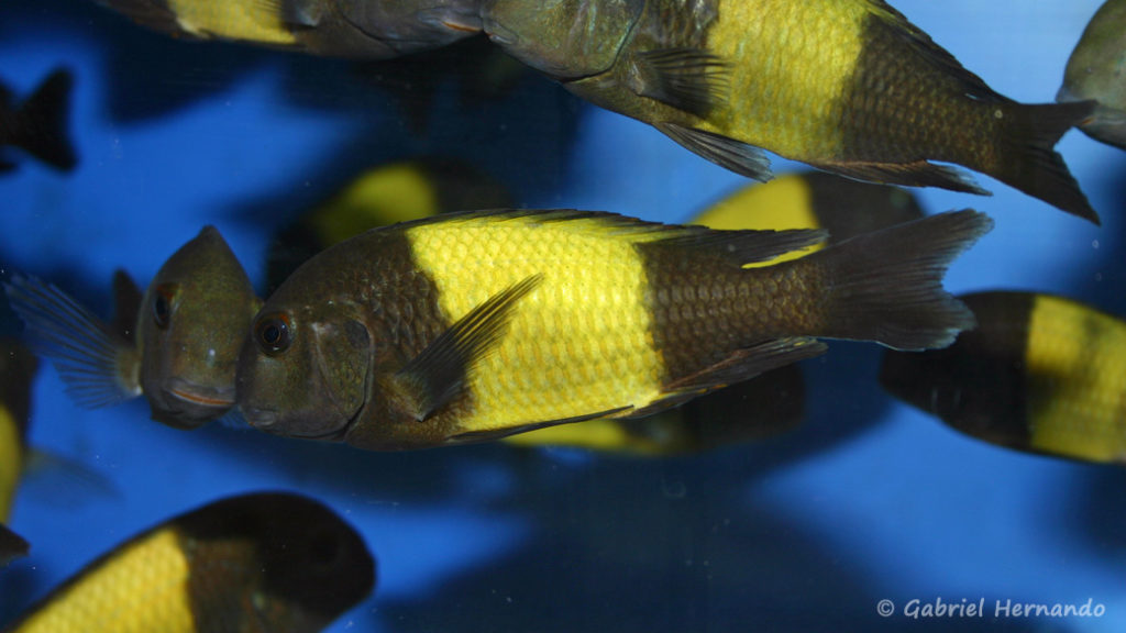 Tropheus sp. "Ikola" (Abysse, février 2005)