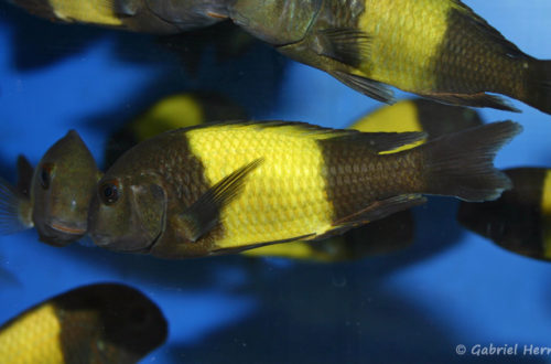 Tropheus sp. "Ikola" (Abysse, février 2005)