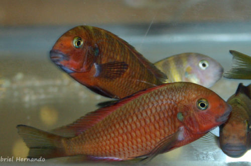 Tropheus sp. "Red Chimba" (Arlon, congrès ABC, mai 2007)