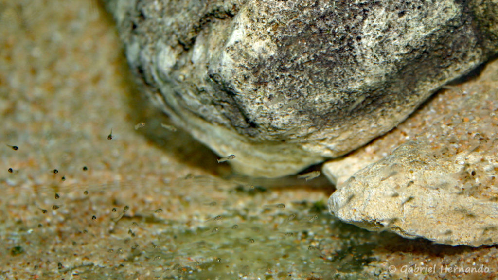 Variabilichromis moorii, les alevins (chez moi, janvier 2006)