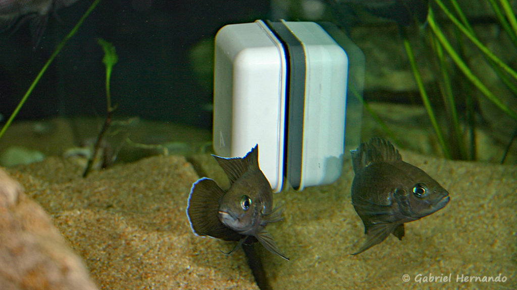 Variabilichromis moorii, attaque de l'aimant (chez moi, janvier 2006)
