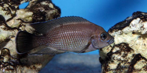 Variabilichromis moorii (Aqua Treff, Duisbourg, Allemagne, mai 2014)