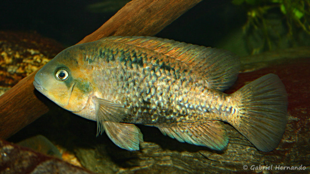 Vieja melanurus (Club aquariophile de Vernon, novembre 2007)