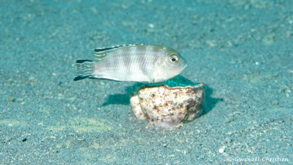 Pseudotropheus lanisticola, in situ à Ngara