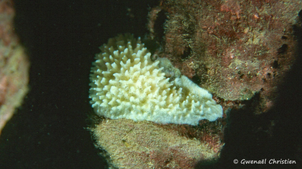 Malawispongia echinoides, in situ à Chitende