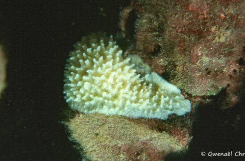 Malawispongia echinoides, in situ à Chitende