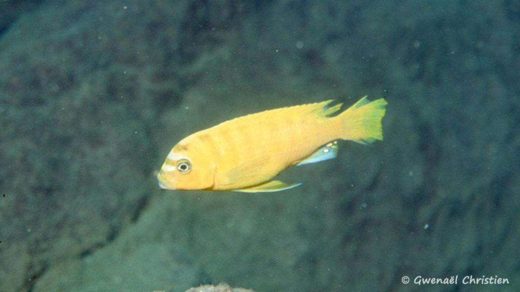 Maylandia sp "Zebra Gold", in situ à Lion's Cove