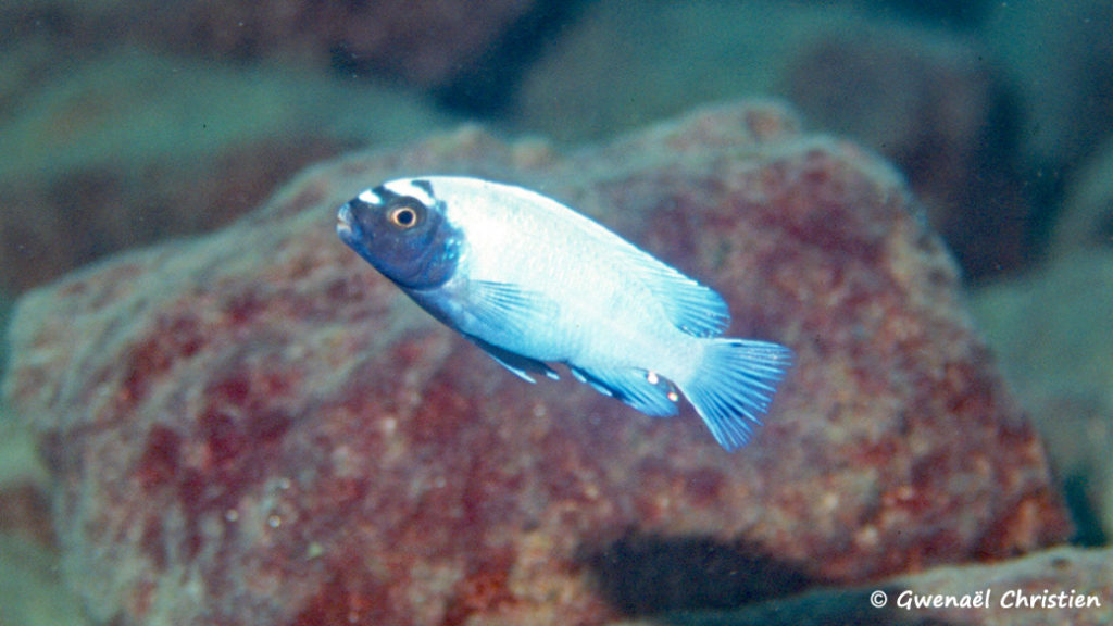 Pseudotropheus sp. "polit", mâle in situ à Lion's Cove