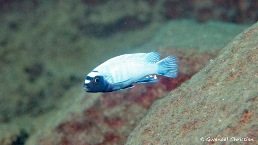 Pseudotropheus sp. "polit", mâle in situ à Lion's Cove