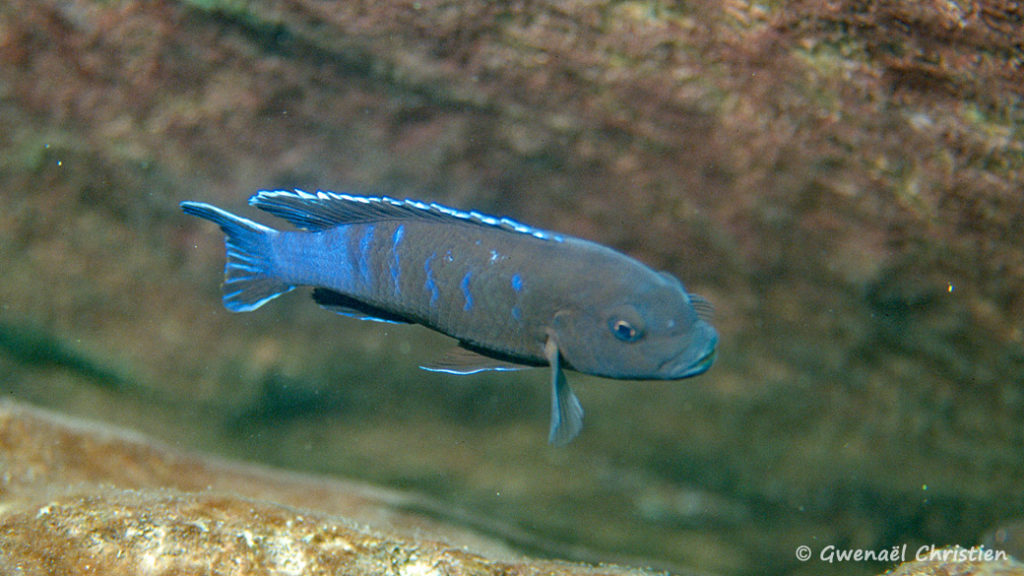 Pseudotropheus sp. "elongatus slab", mâle in situ à Thumbi West