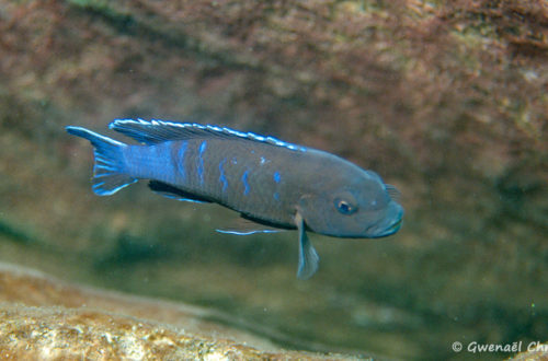 Pseudotropheus sp. "elongatus slab", mâle in situ à Thumbi West