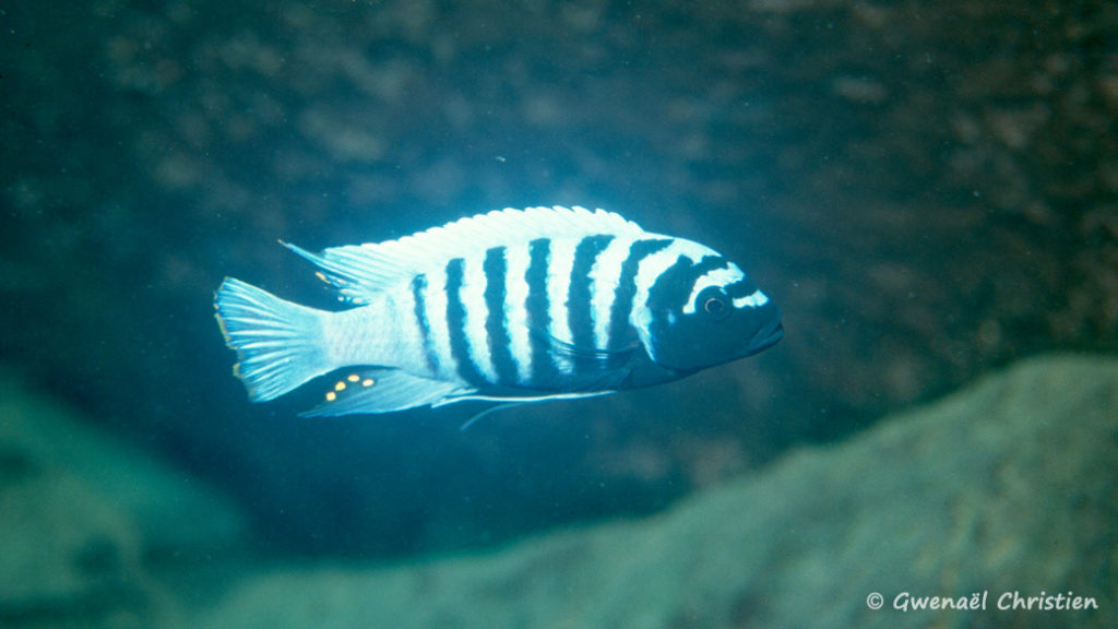 Maylandia zebra, in situ à Thumni West