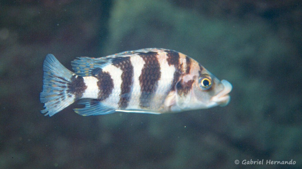 Placidochromis milomo, in situ