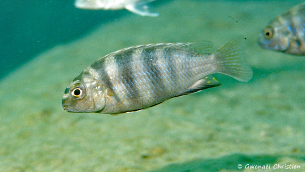 Tropheops microstoma, femelle in situ à Ilala Gap