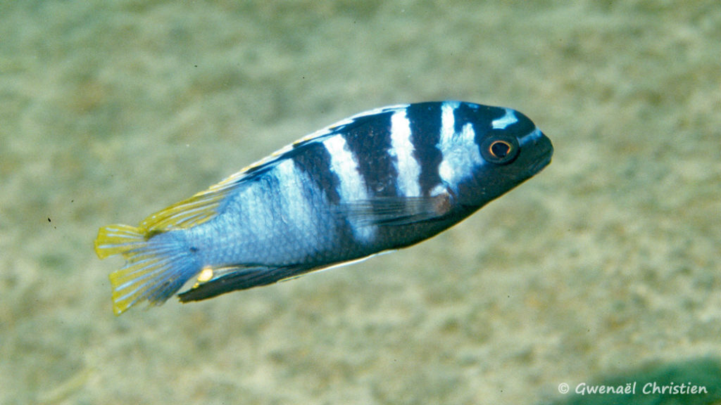 Tropheops microstoma, mâle in situ à Ilala Gap