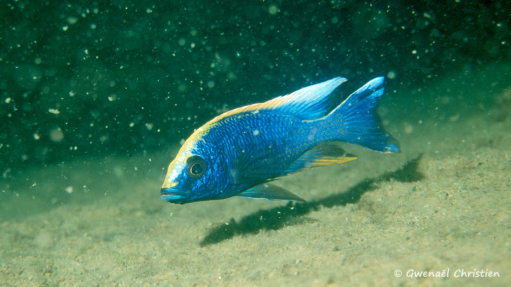 Otopharynx lithobates, mâle in situ à Zimbawe Rock