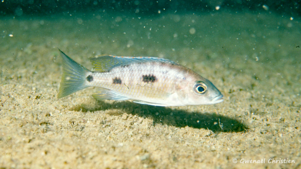 Otopharynx lithobates, femelle in situ à Zimbawe Rock