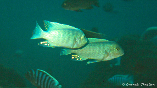 Maylandia estherae, mâles in situ à Minos Reef