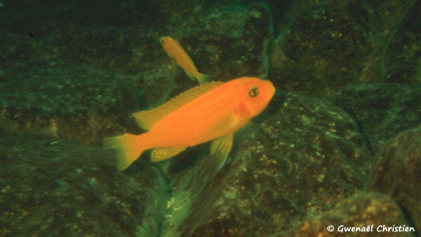 Maylandia estherae, femelle O, in situ à Minos Reef