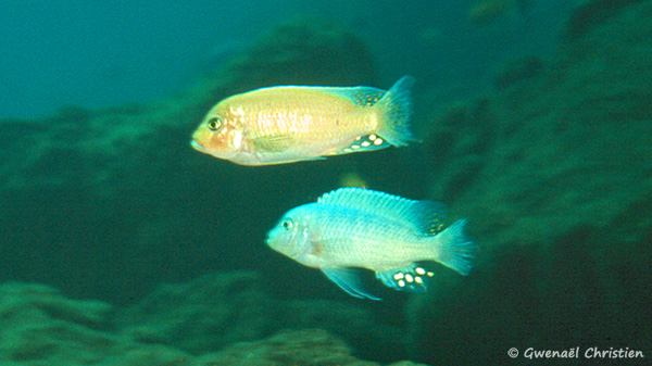 Maylandia estherae, mâles, dont un O, in situ à Minos Reef