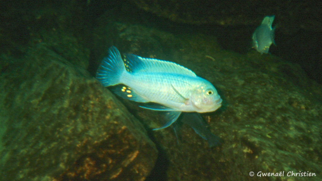 Maylandia estherae, mâle, in situ à Minos Reef