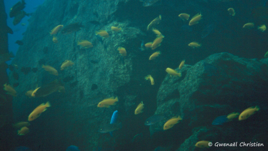 Maylandia estherae, in situ à Minos Reef