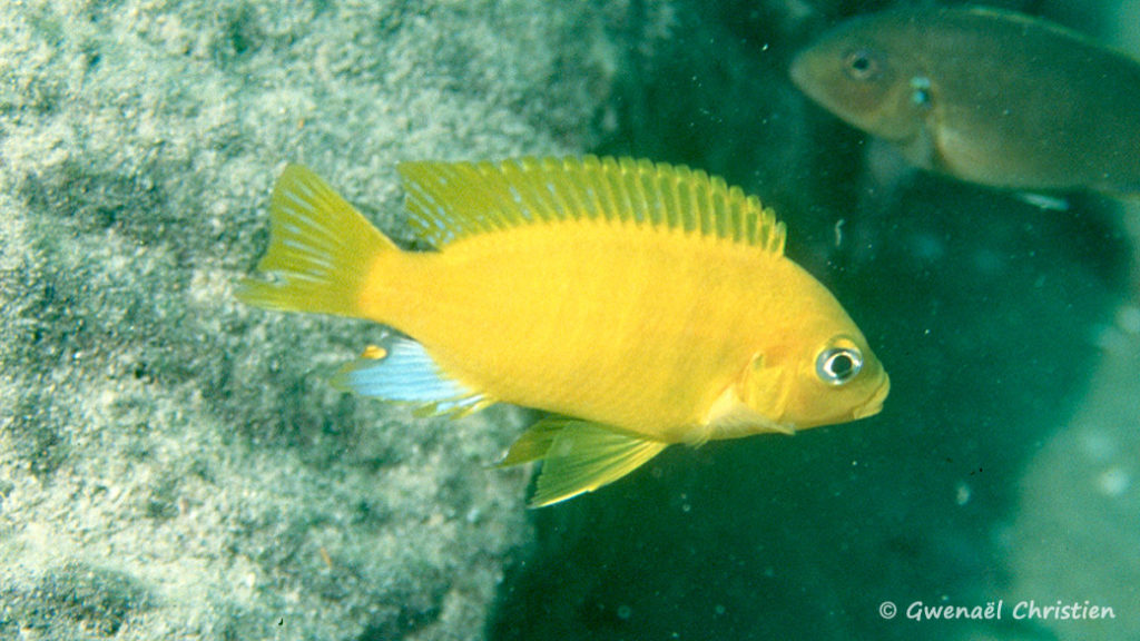 Maylandia barlowi, in situ à Mbenji Island