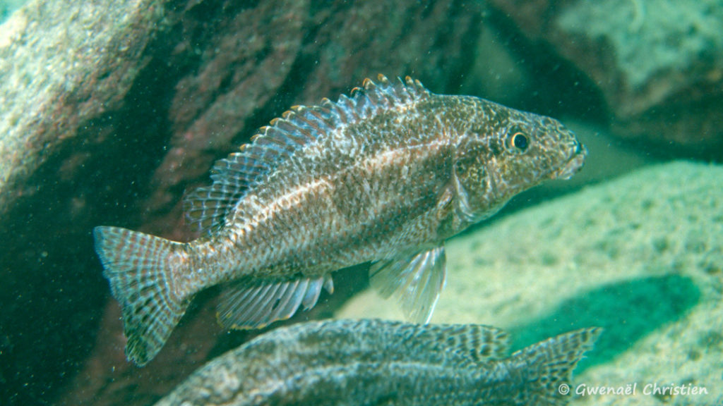 Nimbochromis linni, in situ à Mbenji Island