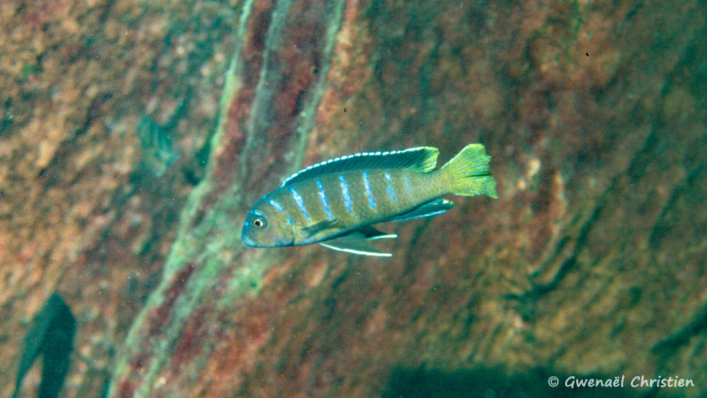 Pseudotropheus sp. "elongatus mbenji blue", mâle in situ à Mbenji Island