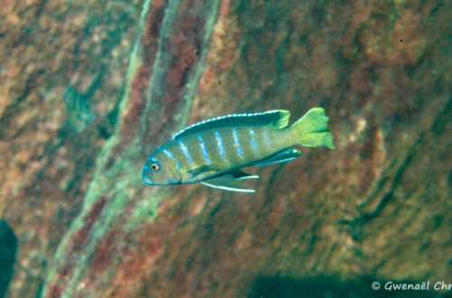 Pseudotropheus sp. "elongatus mbenji blue", mâle in situ à Mbenji Island