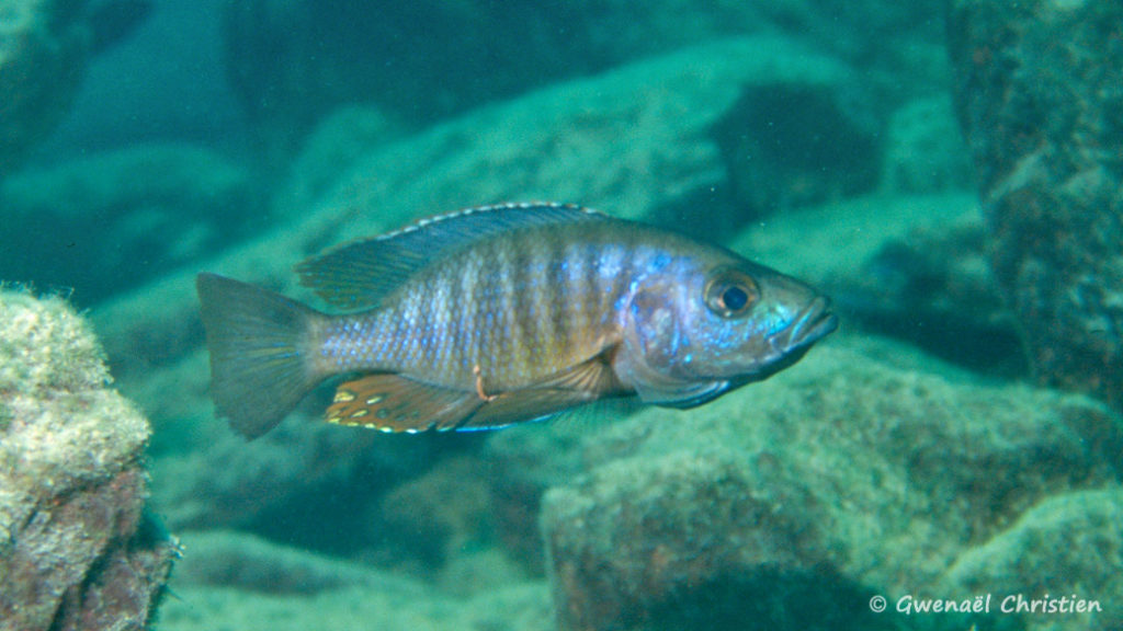 Stigmatochromis modestus, in situ à Mbenji Island