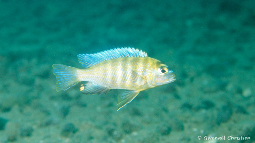 Maylandia sp. "Patricki", in situ à Mbenji Island