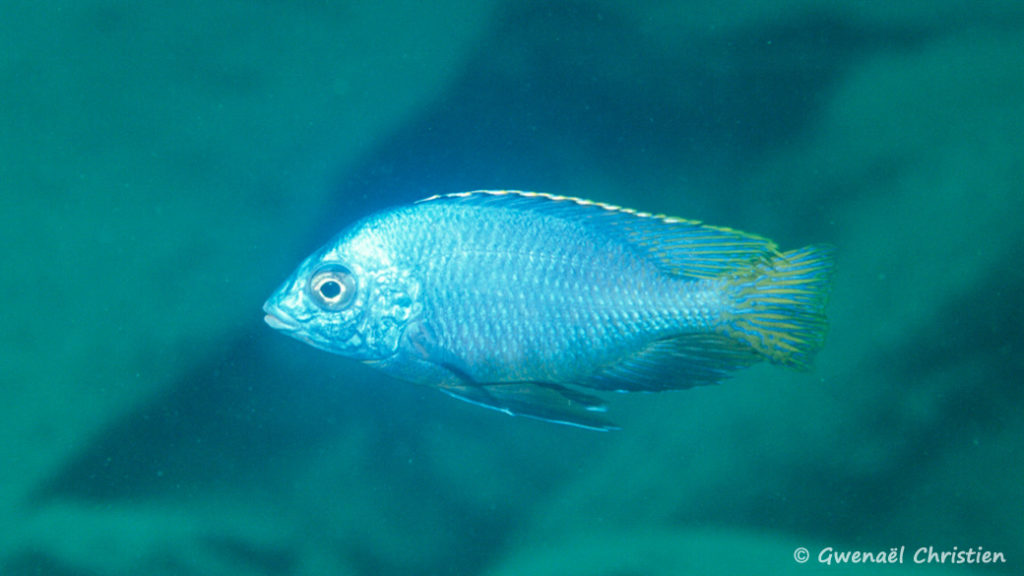 Protomelas taeniolatus, in situ à Mbenji Island