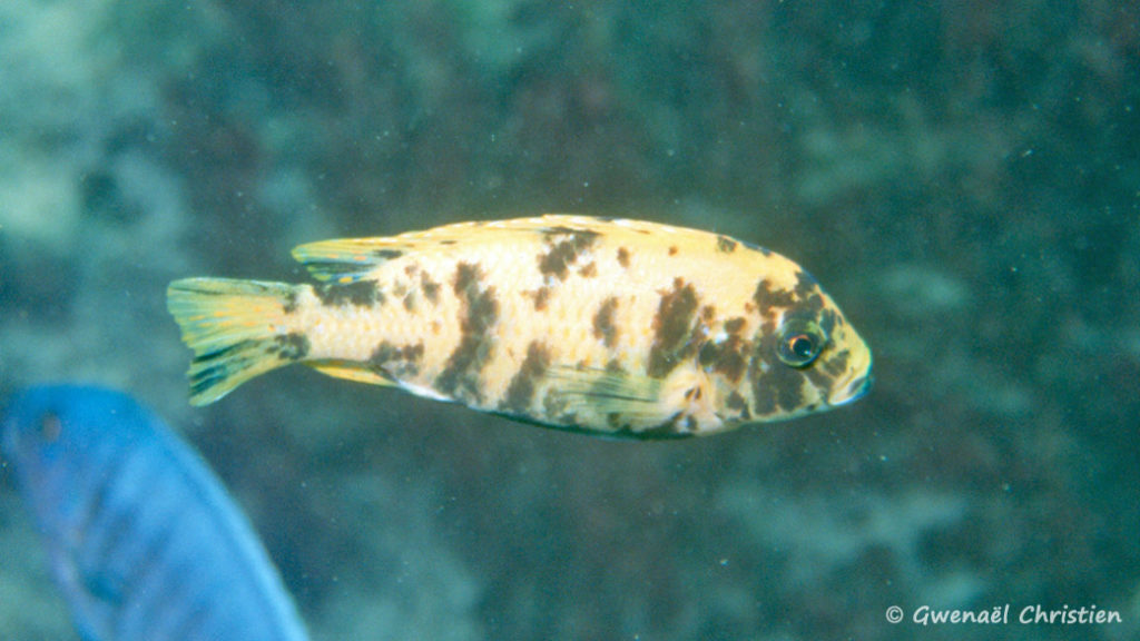 Maylandia mbenjii, forme OB, in situ à Mbenji Island