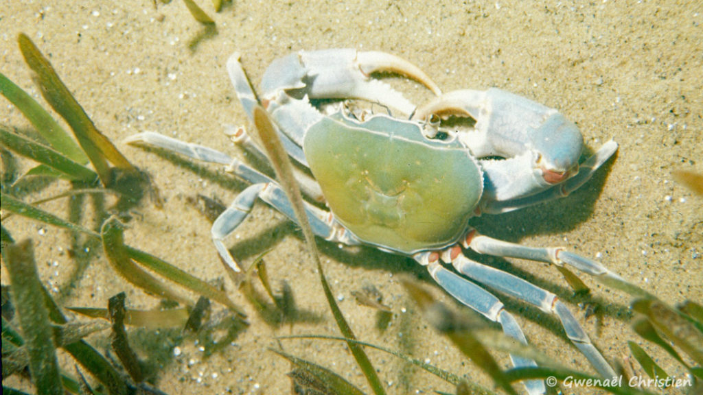 Potamonautes orbitospinus, in situ à Namalenje