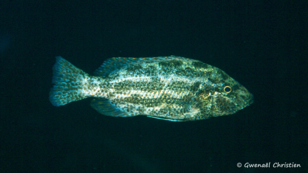 Nimbochromis polystigma, in situ à Thumbi Rock