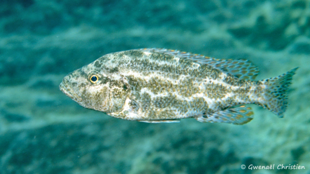 Nimbochromis polystigma, in situ à Chizumulu