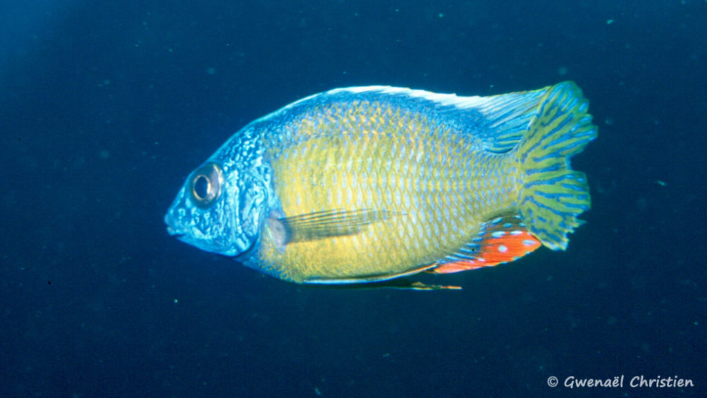 Protomelas sp. "Steveni Taiwan Reef", in situ à Taiiwan Reef"