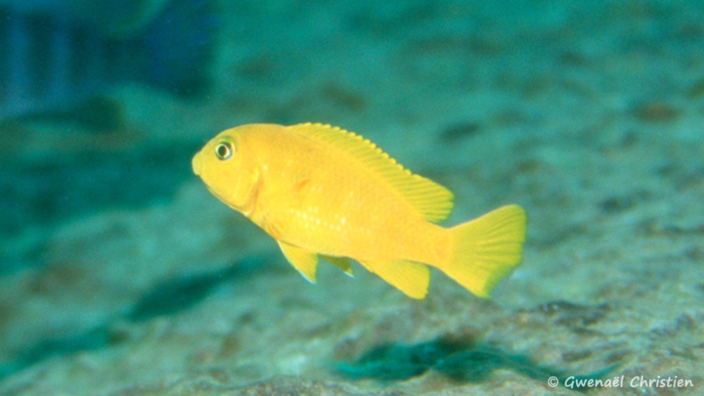 Chindongo saulosi, femelle, in situ à Taiwan Reef