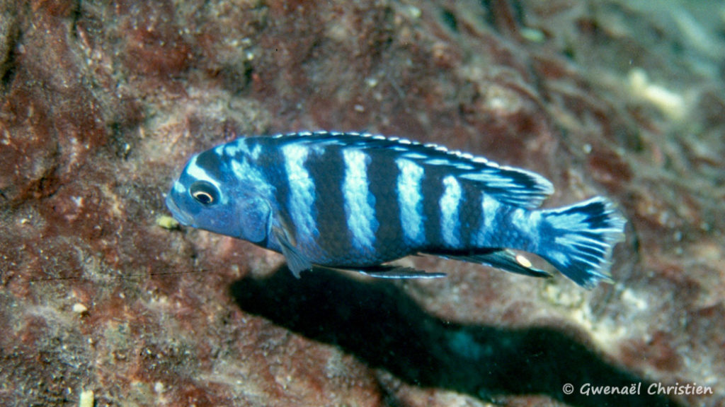 Chindongo saulosi, mâle, in situ à Taiwan Reef