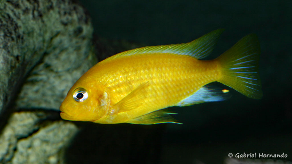 Maylandia barlowi, mâle de Mbenji Island (Club aquariophile de Vernon, janvier 2008)