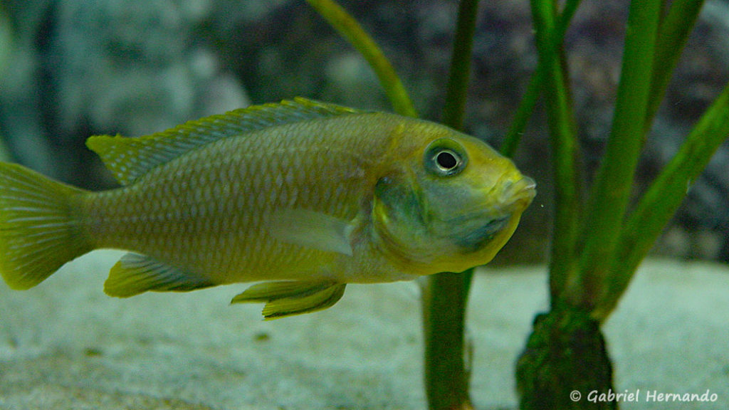 Maylandia barlowi, femelle de Mbenji Island en incubation (Club aquariophile de Vernon, mars 2004)