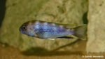 Pseudotropheus elegans, mâle de Likoma (Club aquariophile de Vernon, décembre 2006)