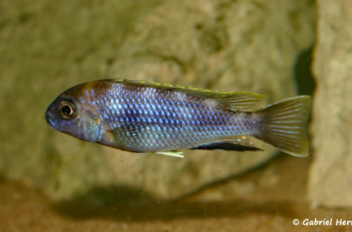 Pseudotropheus elegans, mâle de Likoma (Club aquariophile de Vernon, décembre 2006)