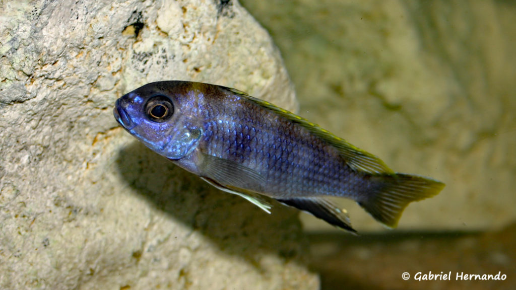 Pseudotropheus elegans, mâle de Likoma (Club aquariophile de Vernon, décembre 2006)