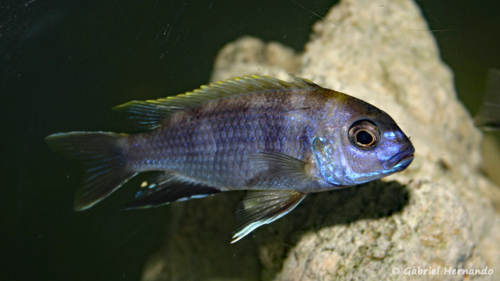 Pseudotropheus elegans, mâle de Likoma (Club aquariophile de Vernon, décembre 2006)