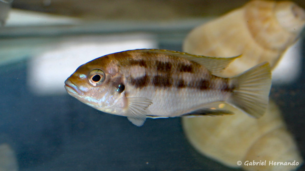 Pseudotropheus elegans,, spécimen de Mbenji Island (Nancy, congrès AFC 2004)