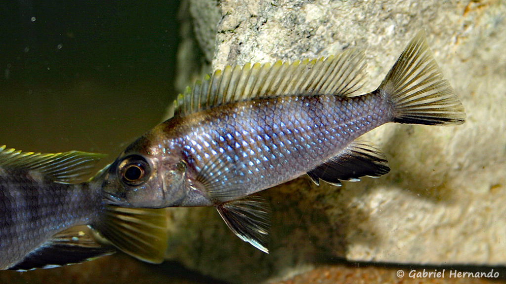 Pseudotropheus elegans,, femelle de Likoma (Club aquariophile de Vernon, décembre 2006)